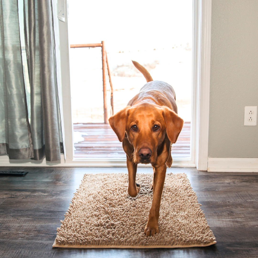 PawClean Mat | The Ultimate Dirt-Trapping Pet Mat