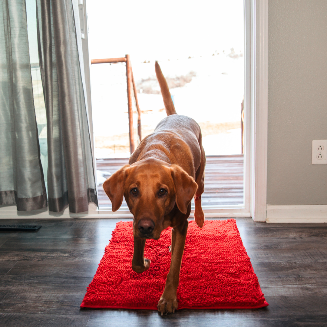 PawClean Mat | The Ultimate Dirt-Trapping Pet Mat