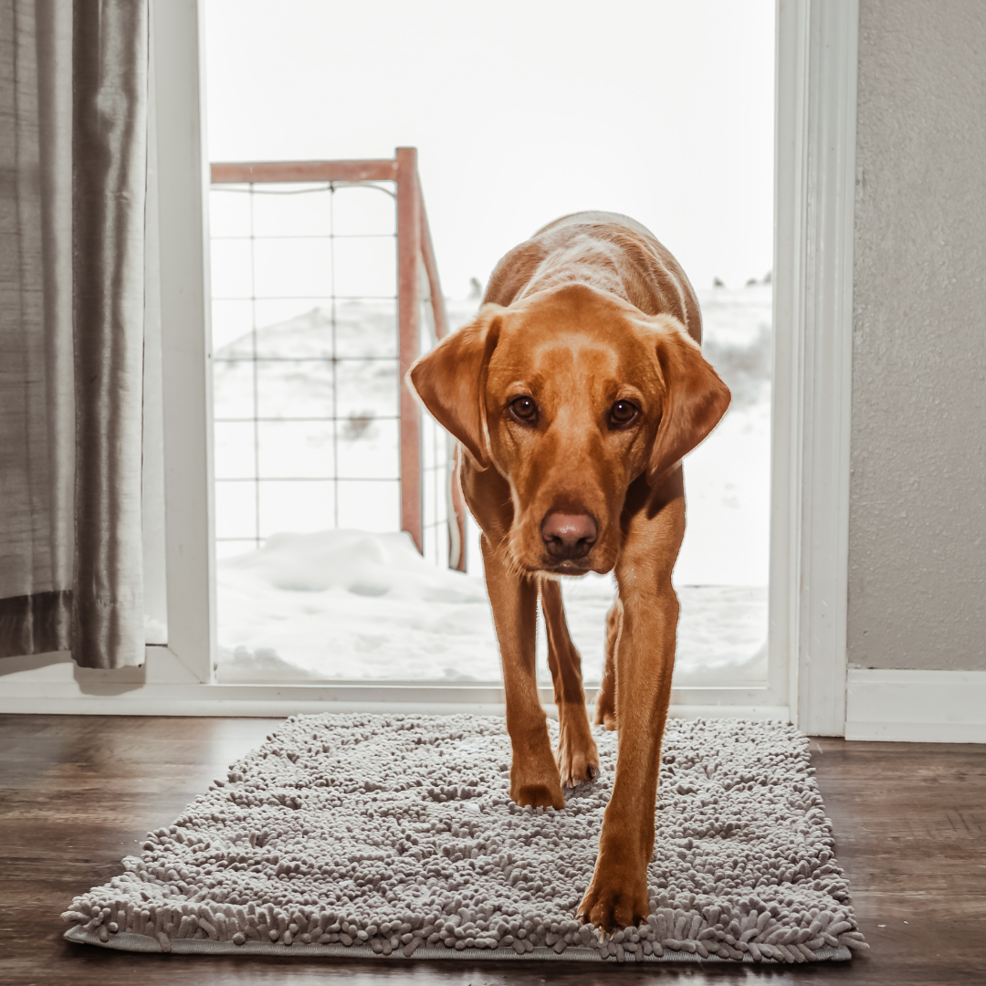 PawClean måtte | Den ultimative snavsfangende kæledyrsmåtte